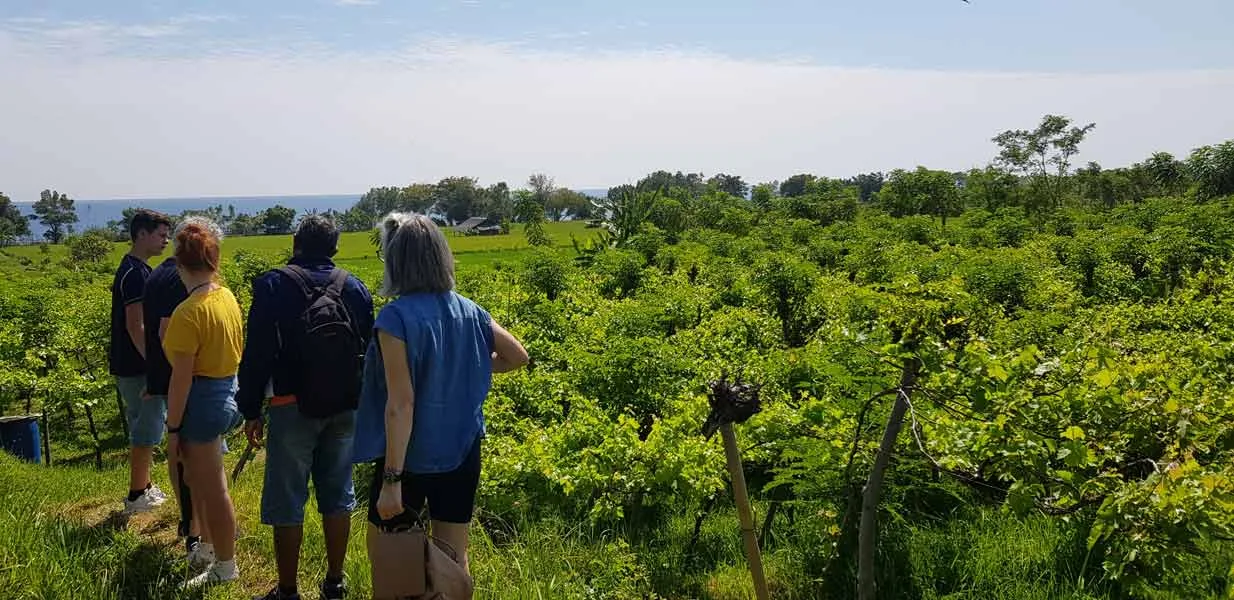 Isola Training