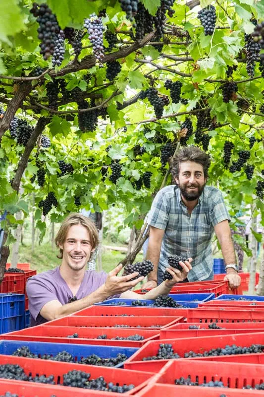 Coastal vineyards