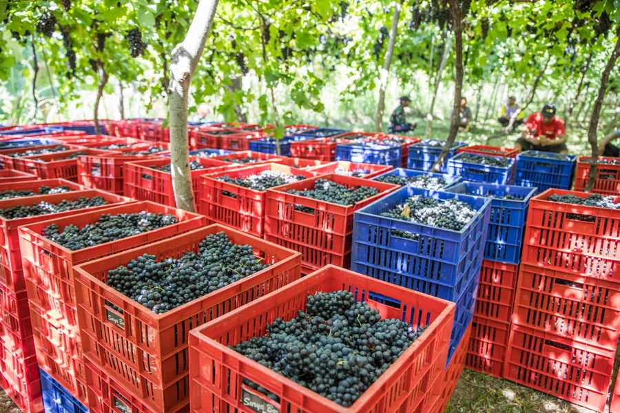 Tent-like vine training