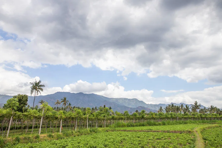 North Bali vineyards