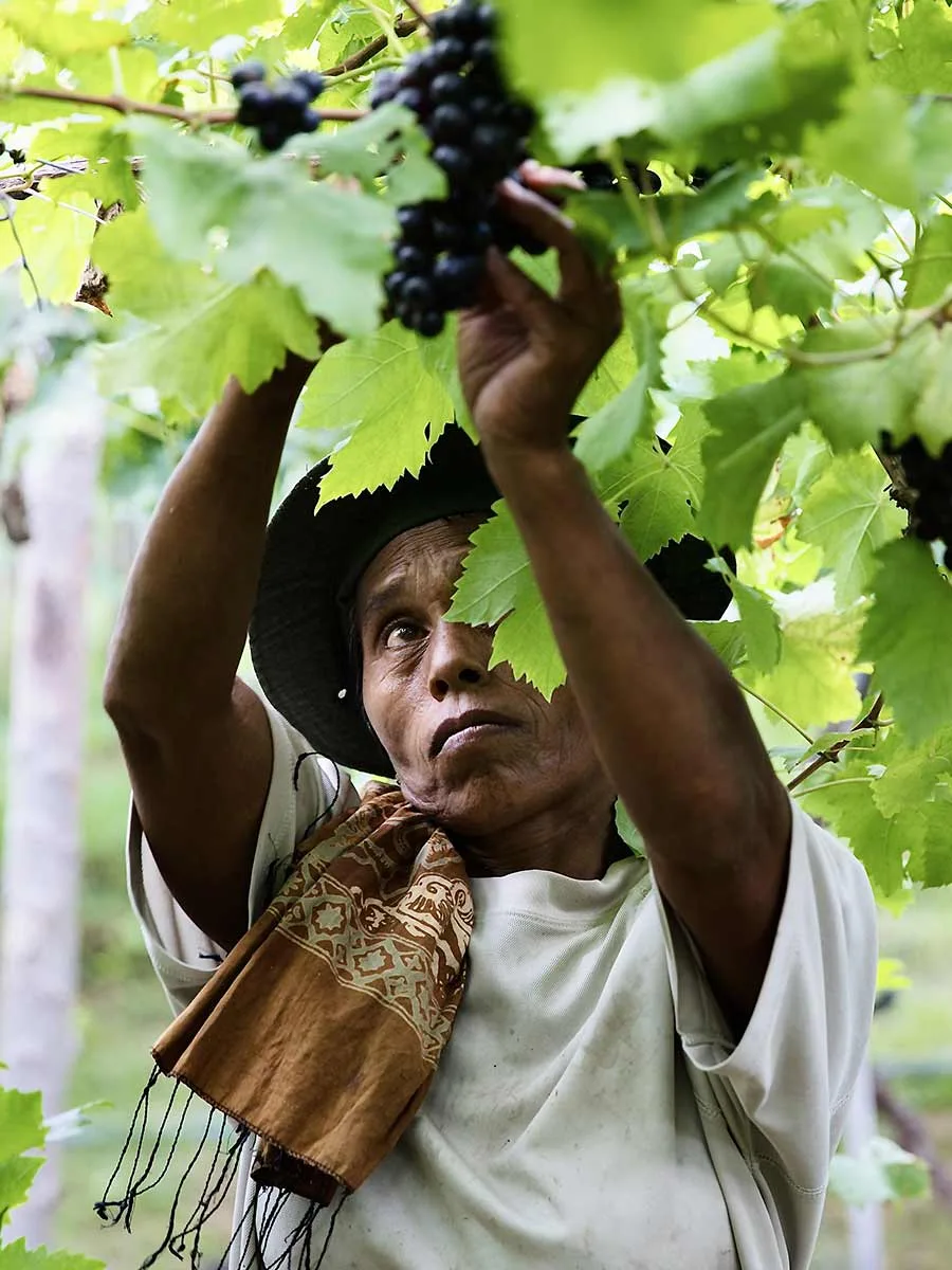 Cantine Balita vineyards
