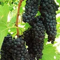 Malvasia Nera grapes