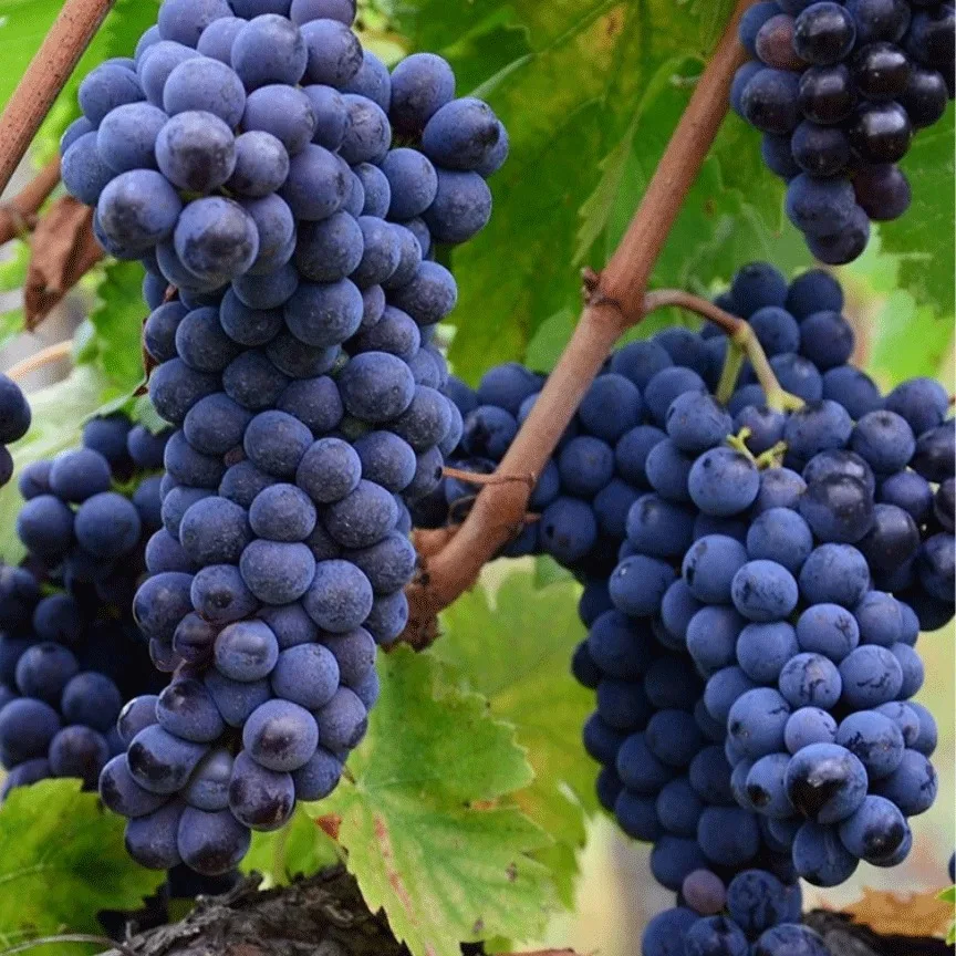 Muscat Bleu grapes