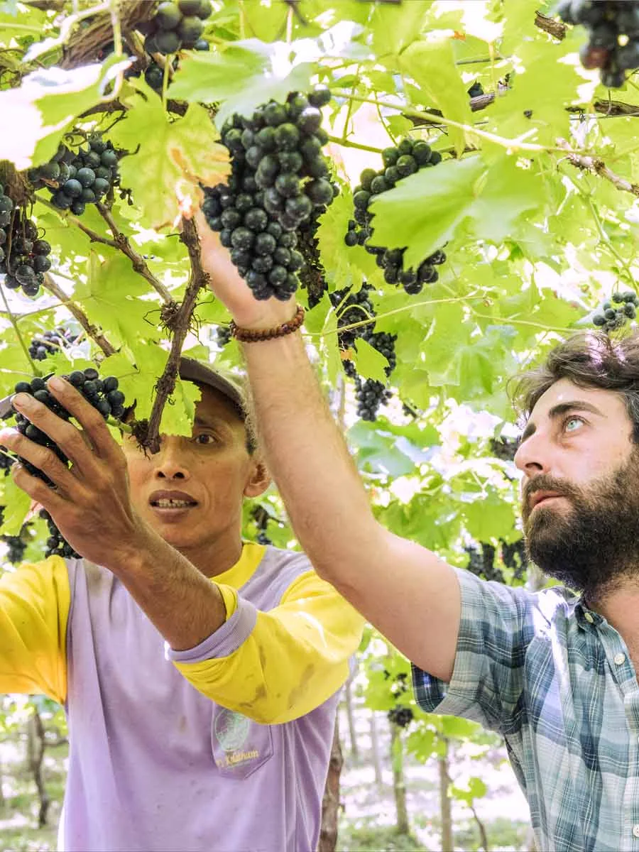 Cantine Balita vineyards tradition