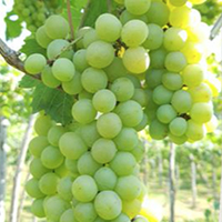 Cantine_Balita_isola_wine-grapes-belgia