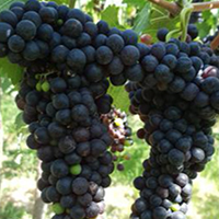 Cantine_Balita_isola_wine-grapes-syrah